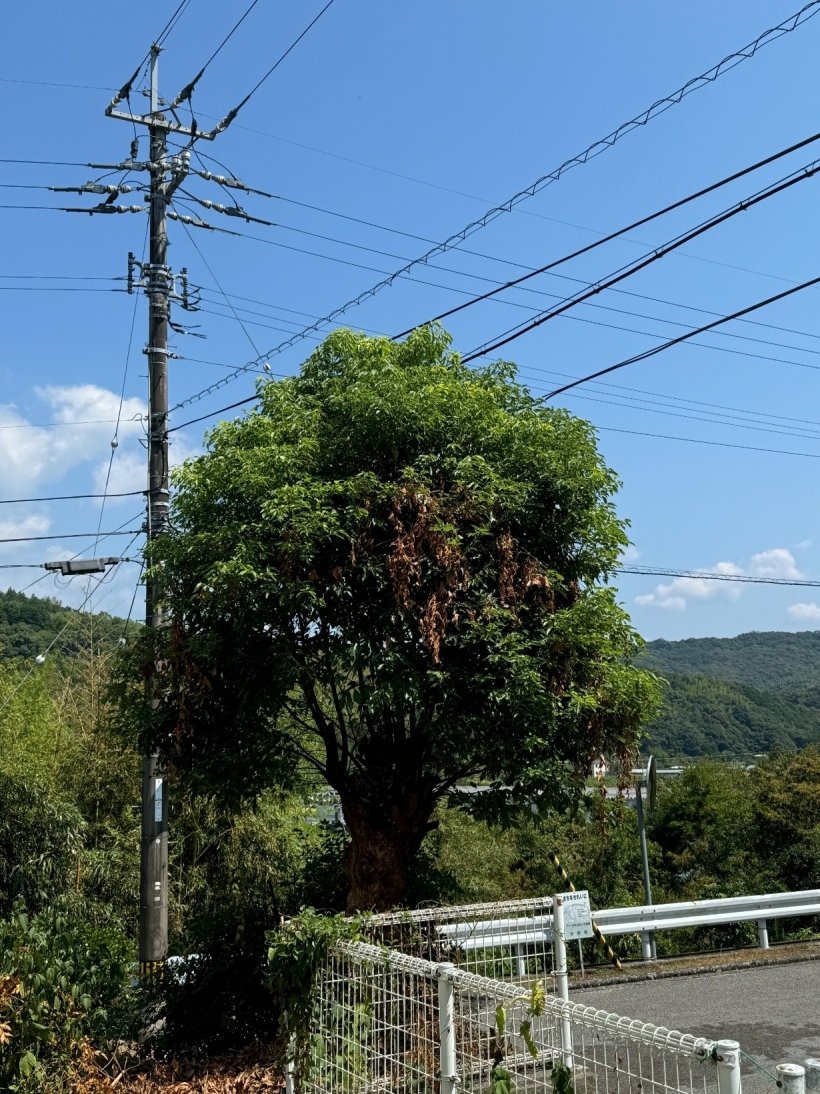 電線に木がつきそう